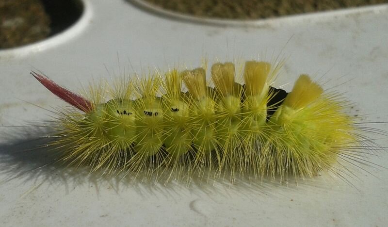 Tussock%20Moth.jpg