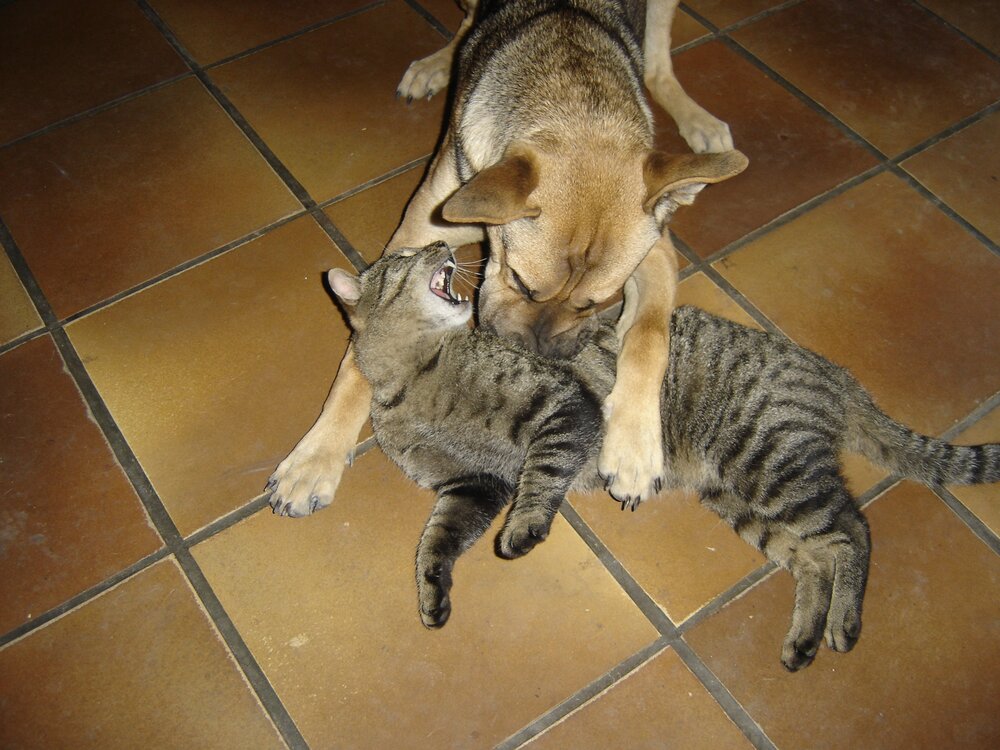 cat and dog 008.jpg