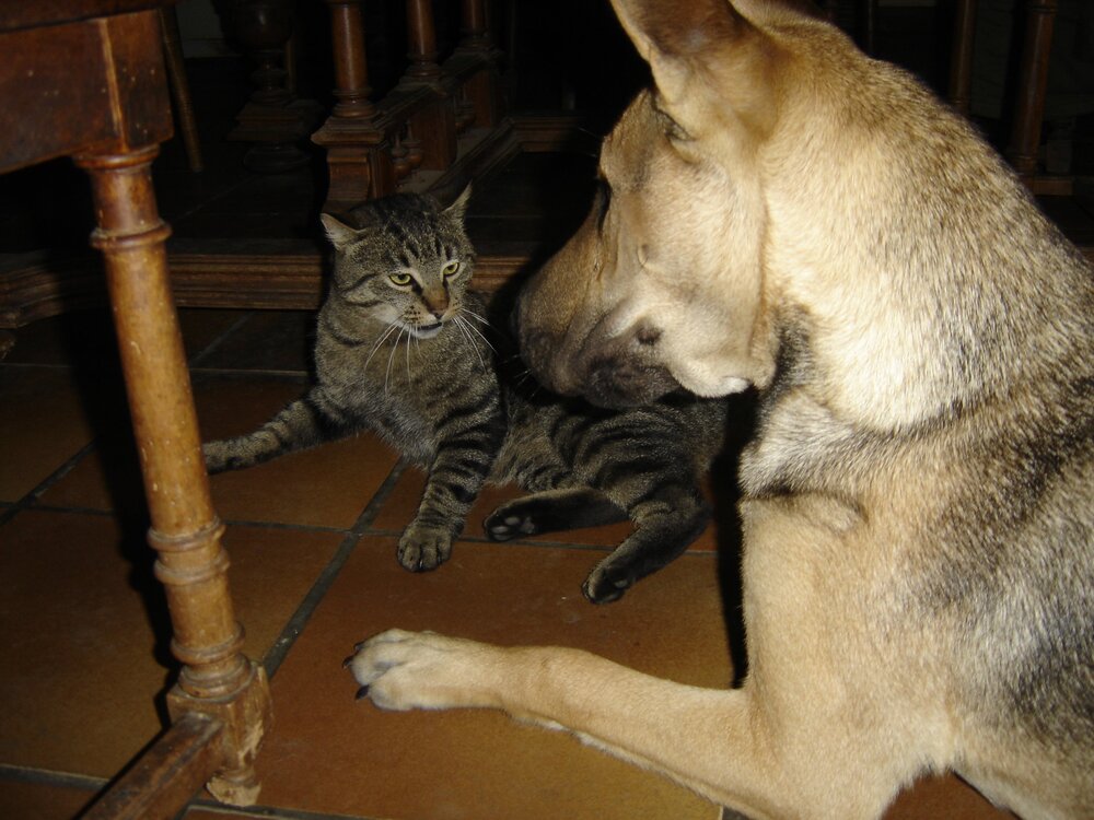 cat and dog 009.jpg