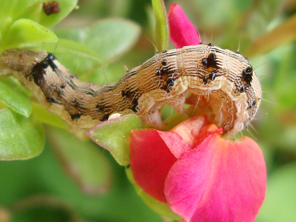 caterpillar on portulaca.png