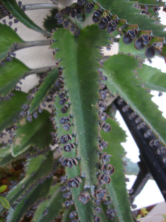 Bryophyllum close up.png