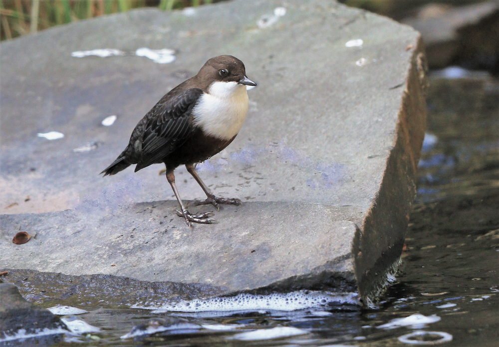 Dipper (6).png