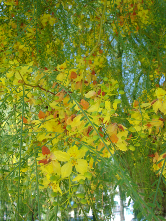 Parkinsonia_aculeata_2.thumb.png.f146dfd