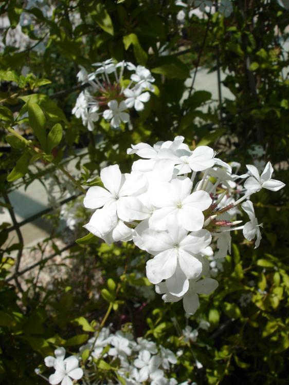 white_plumbago.thumb.png.f23bf872100849c