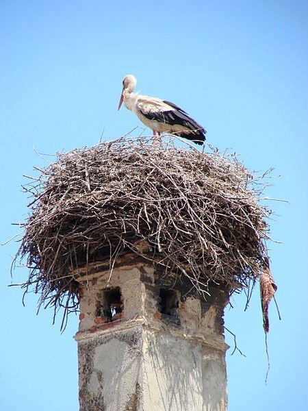 stork.thumb.jpg.ddcd4050a5bf0ff0579c0f70