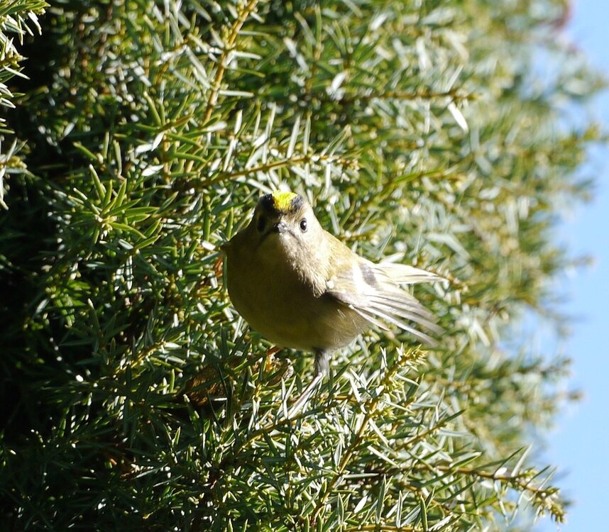 GOLDCREST .jpg