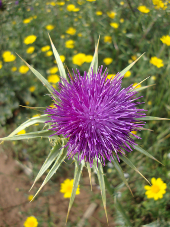 Silybum marianum png.png