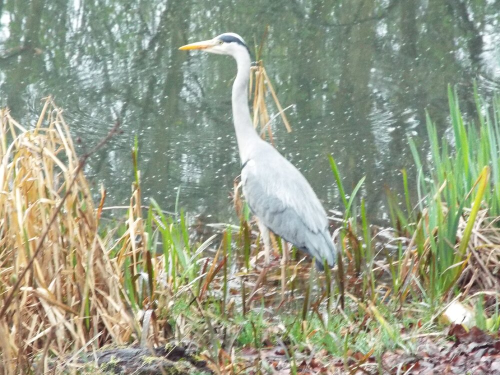 heron.JPG