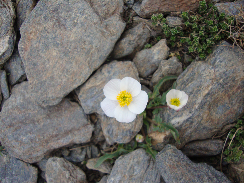 Ranunculus gracialis.png