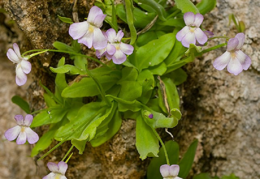 Pinguicula vallisneriifolia.png