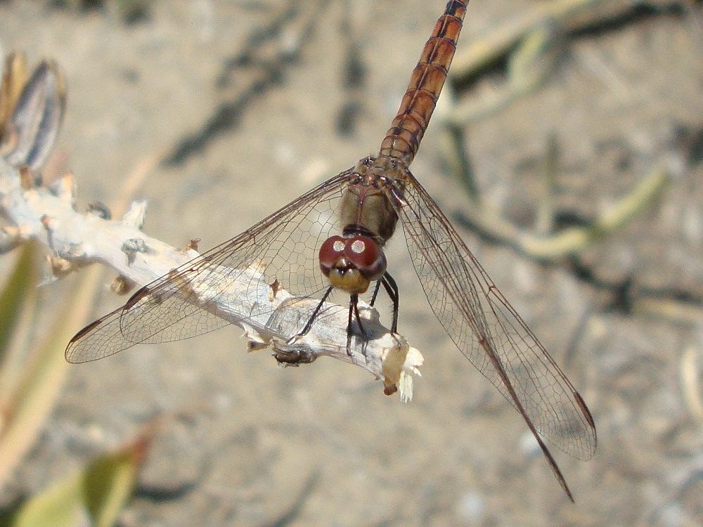 dragonfly Benalmadena 1.png