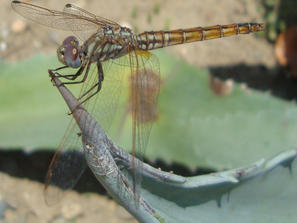 Dragonfly Benalmadena 2.png