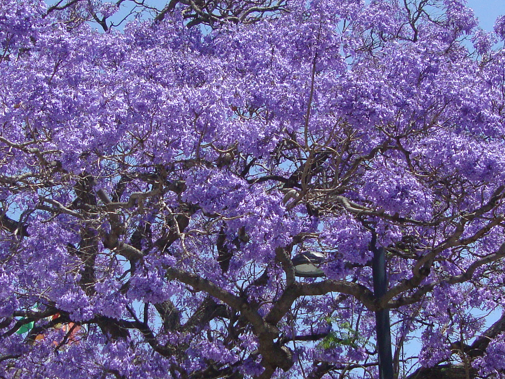 Jacaranda Benalmadena.png