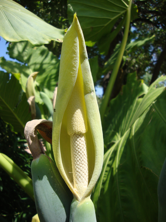 Colocasia esculenta flower.png