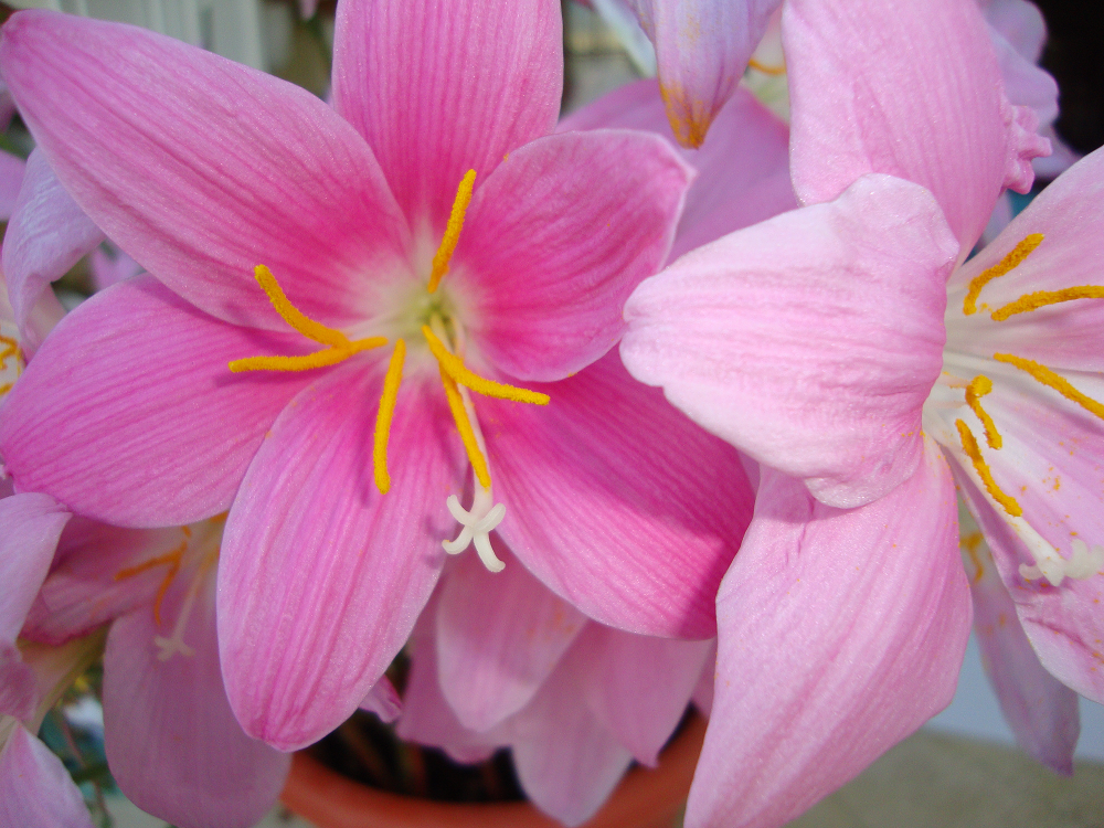 Zephyranthes grandiflora.png