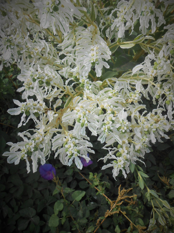 Euphorbia marginata parent.png