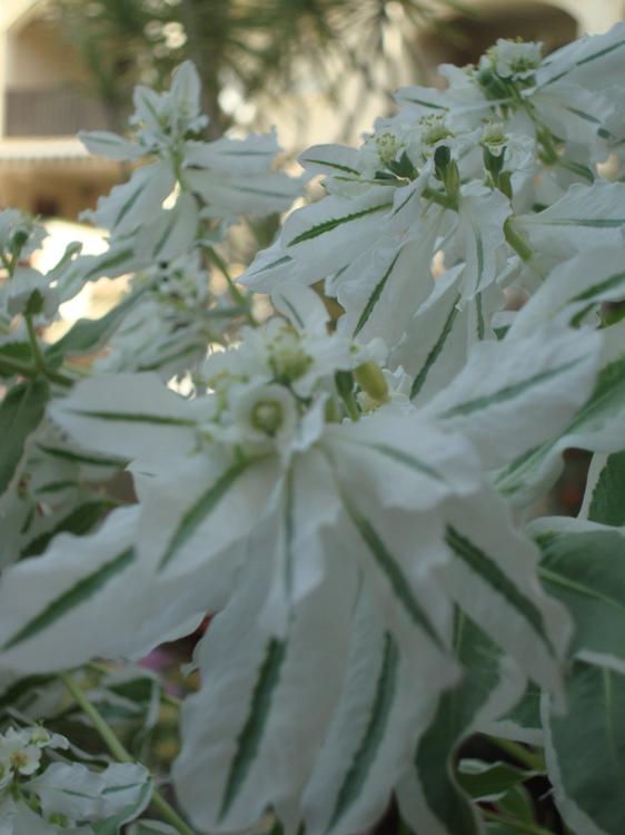 euphorbia marginata this years model.png