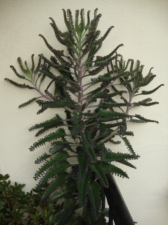 Bryophyllum parent plant.png