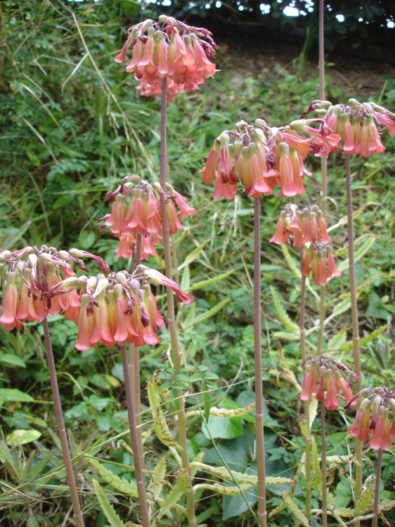 Bryophyllum flower.png