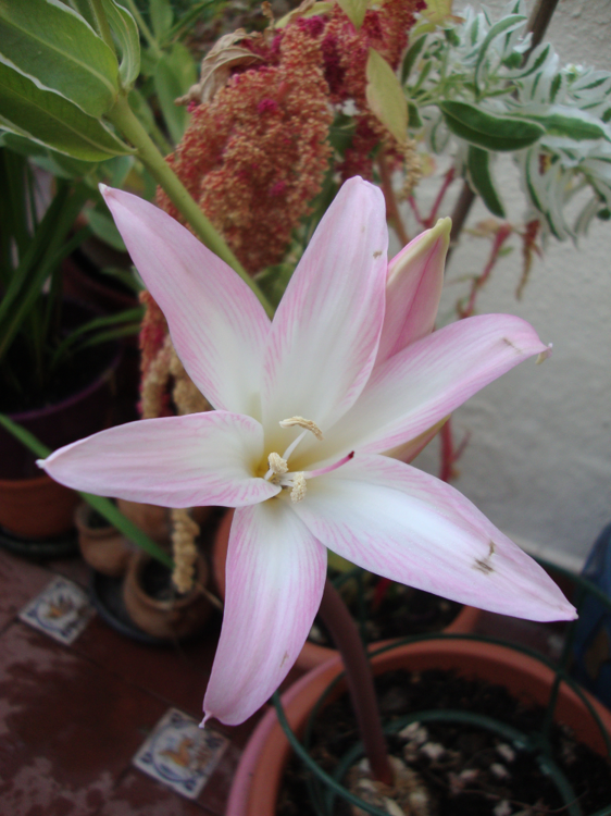 Amaryllis belladonna.png