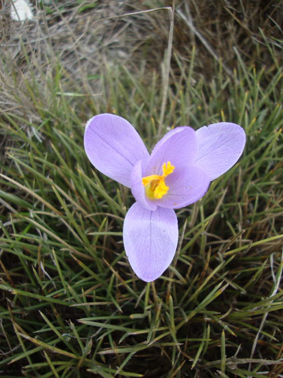 Crocus serotinus subsp salzmannii.png