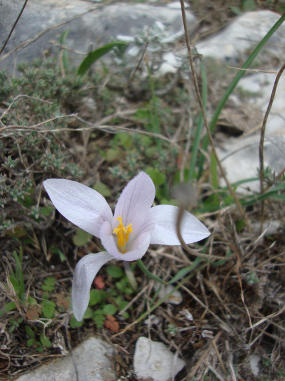 Crocus serotinus subsp salzmannii. pale form.png