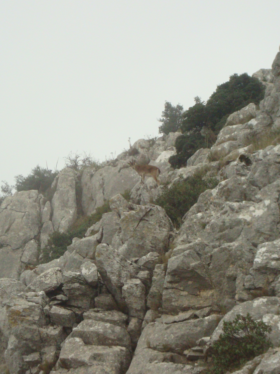 wild goat El Torcal.png