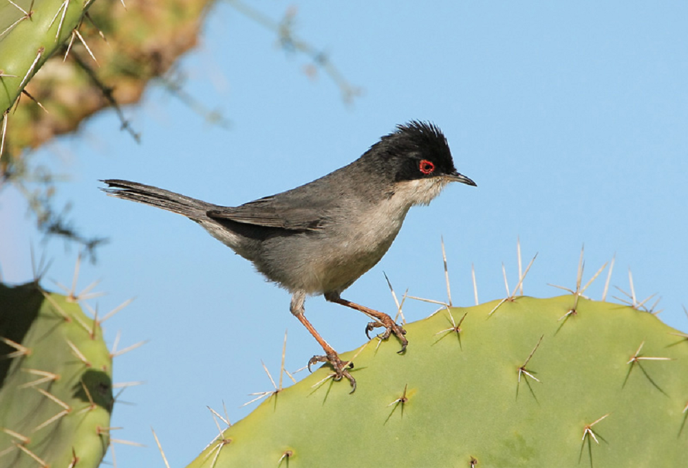 Sardinian Warbler.png