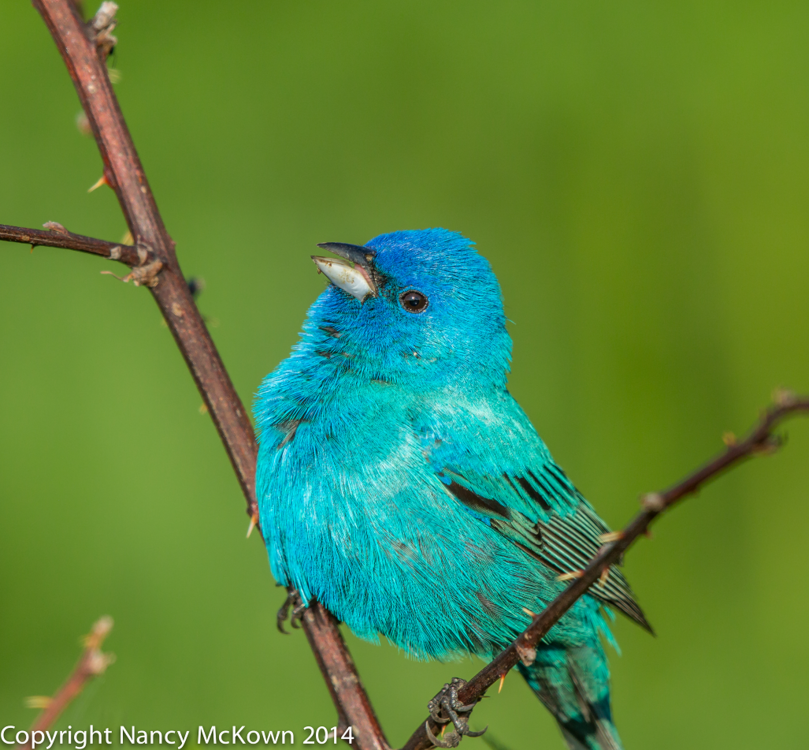 IndigoBunting2NMcKown.png