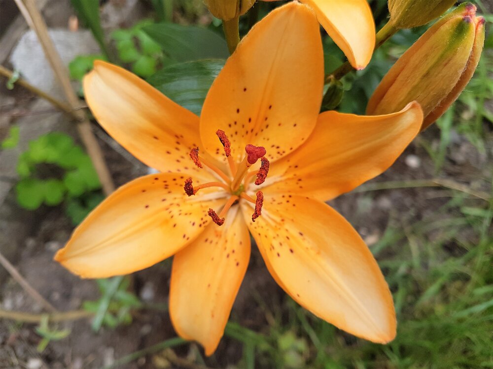 Lily flower.jpg