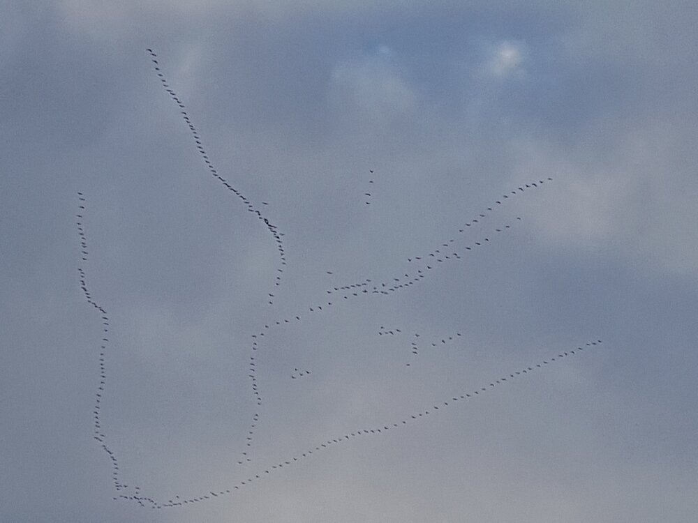 Pink Footed Geese.jpg