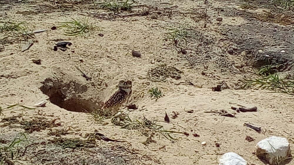 Burrowing Owl3.jpg