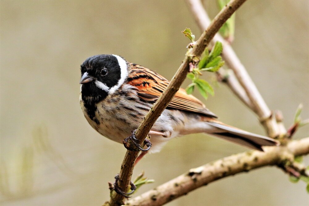 Male Reed Bunting (2).JPG