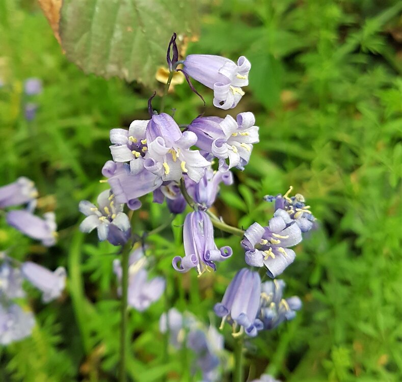 English Bluebell.jpg