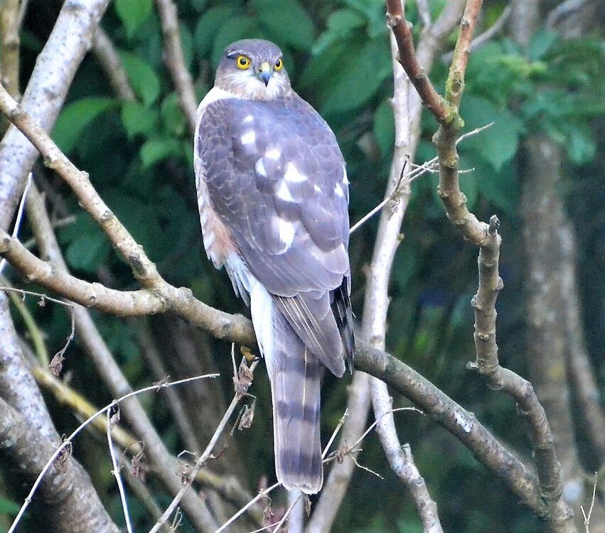 Sparrowhawk.jpg