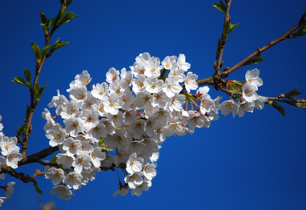 cherryblossom2.jpg.0b5c03cccac26e0dc04dfb98bd0e422c.jpg