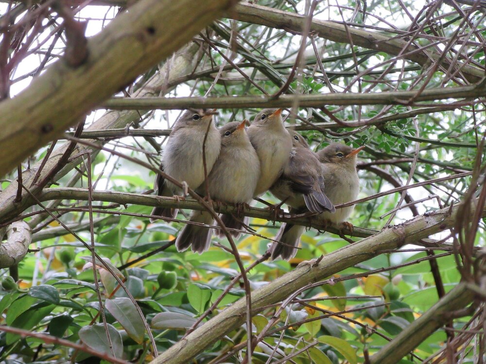 chiffchaffs.jpg