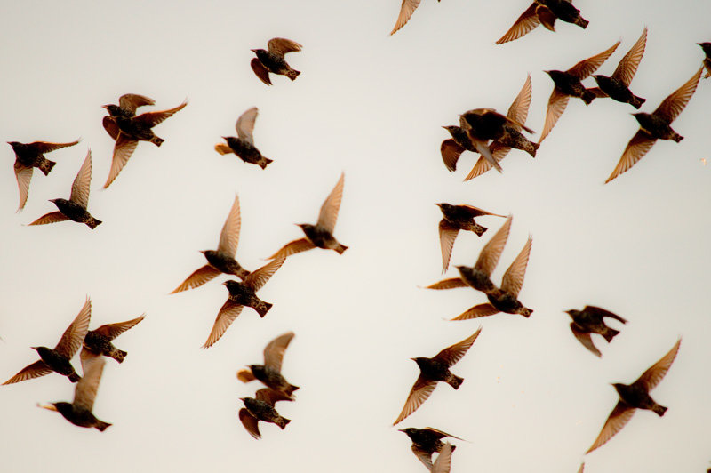 _DSC3734-starlings.jpg.3aefb4a35f40f3e07e9bf0cea0795222.jpg