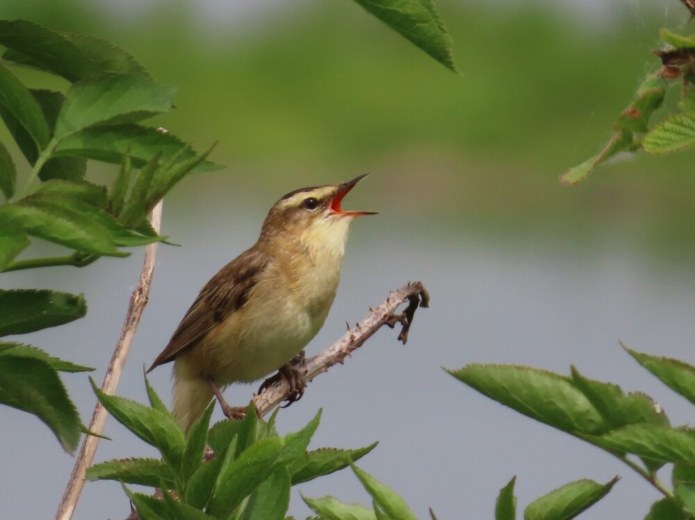 Sedge Warbler.JPG