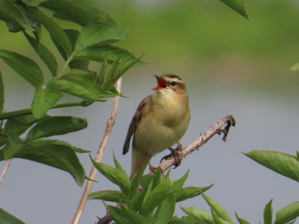 Sedge Warbler 2.JPG