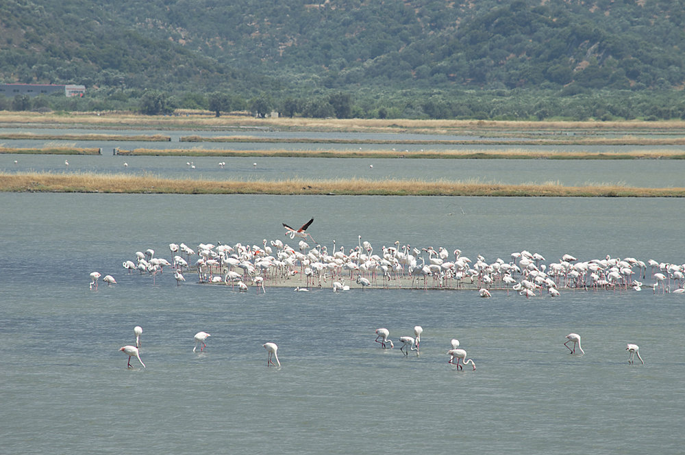 Flamingos-1.jpg.e02e17e9485a05ae906ae5015ddb5db4.jpg