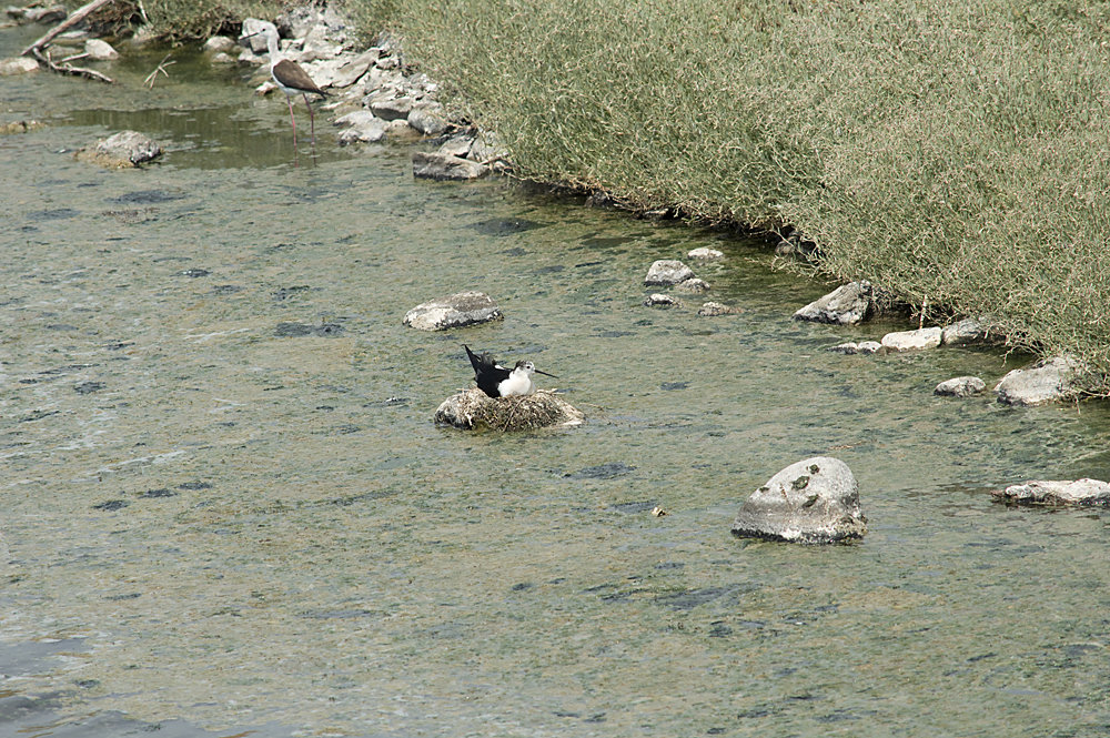 BlackWingedStilt.jpg.35a9b76d9c7d90b4307a0f29488e2249.jpg