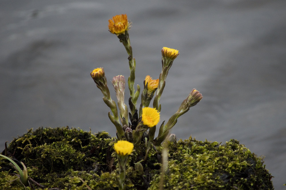 _DSC7548-coltsfoot-web.jpg.1a613c09a9af17eec7f4f0f298109434.jpg