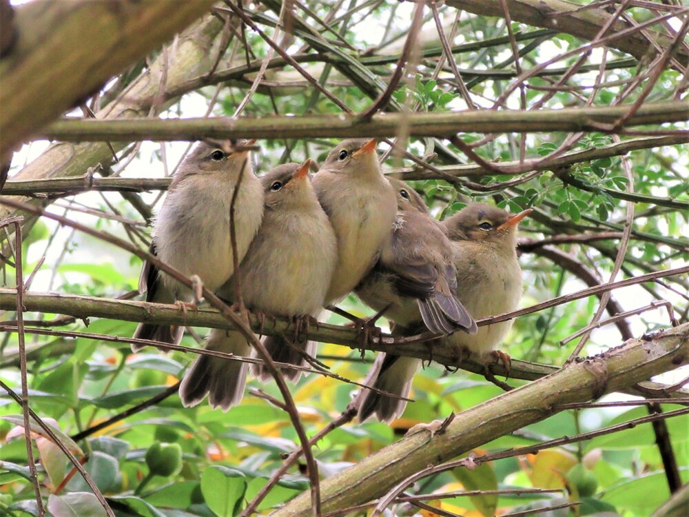 soul Chiffchaffs on a twig (2)