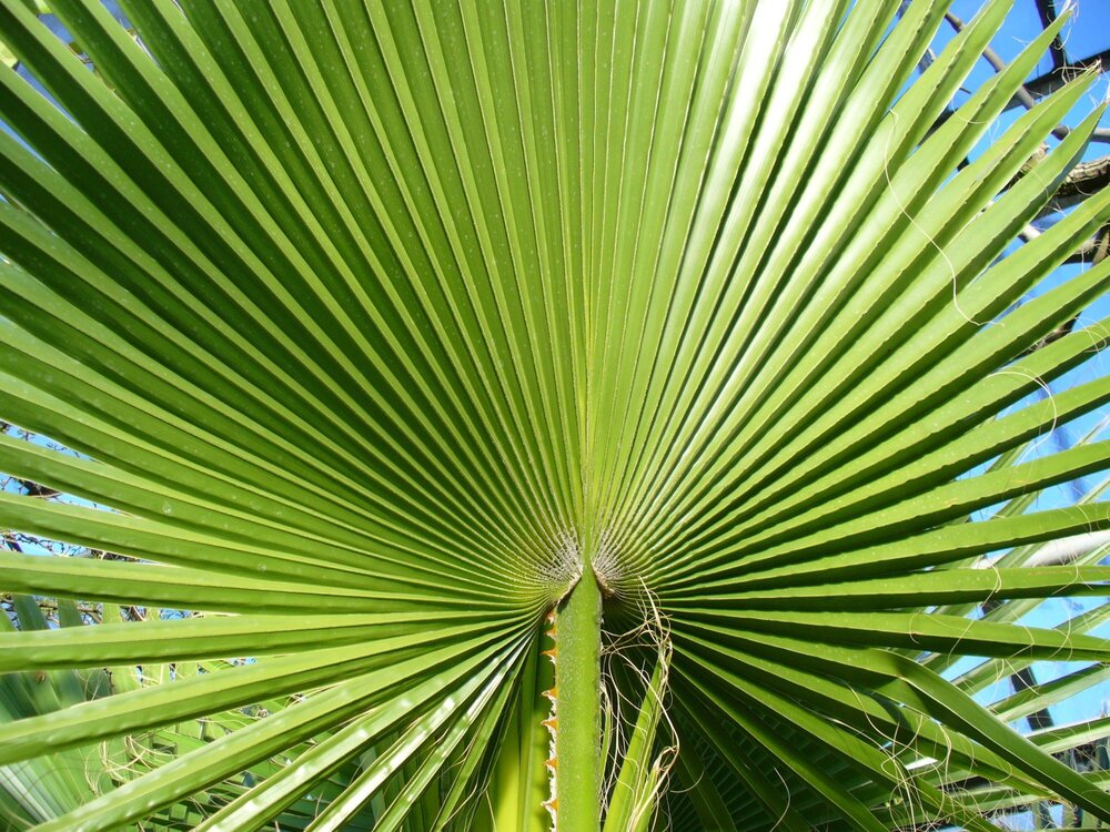 Washingtonia_filifera_frond.thumb.jpg.ca2aa170ccf1f9467a2ac76574e4c8f8.jpg