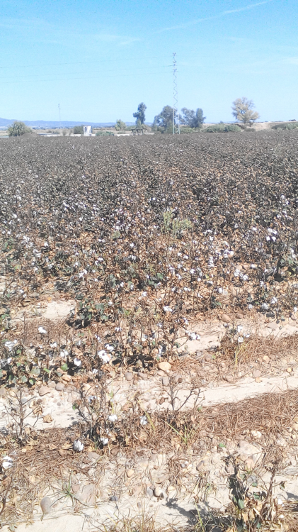 383542656_Spanishcottonfield.thumb.png.b4fbcfd0a70fd8328231f4fc93c0d9ab.png