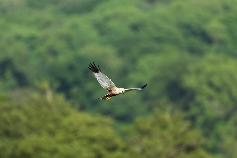 Marsh Harrier 3.jpg