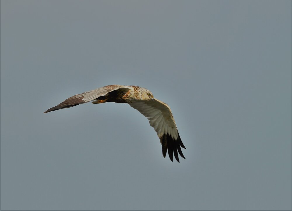 Marsh Harrier (2).jpg