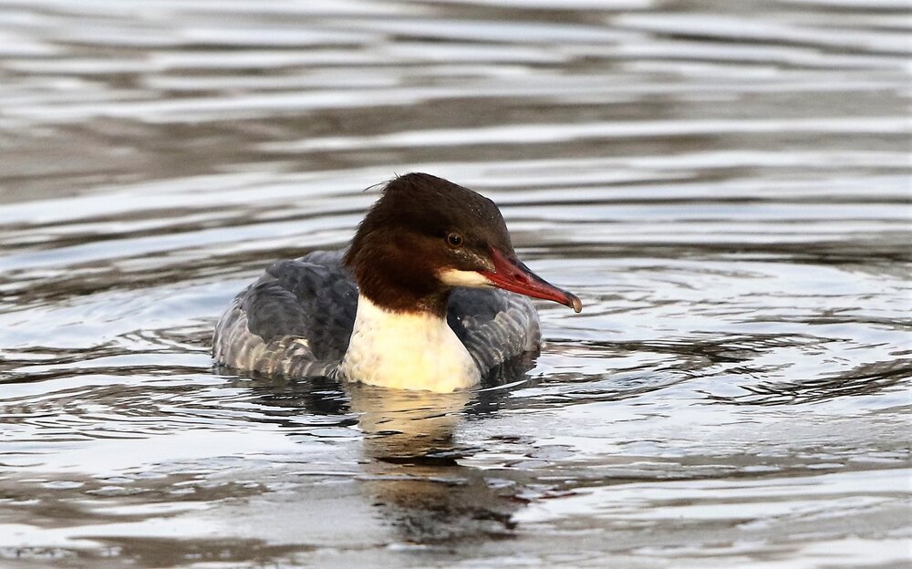 Goosander ( female ).jpg