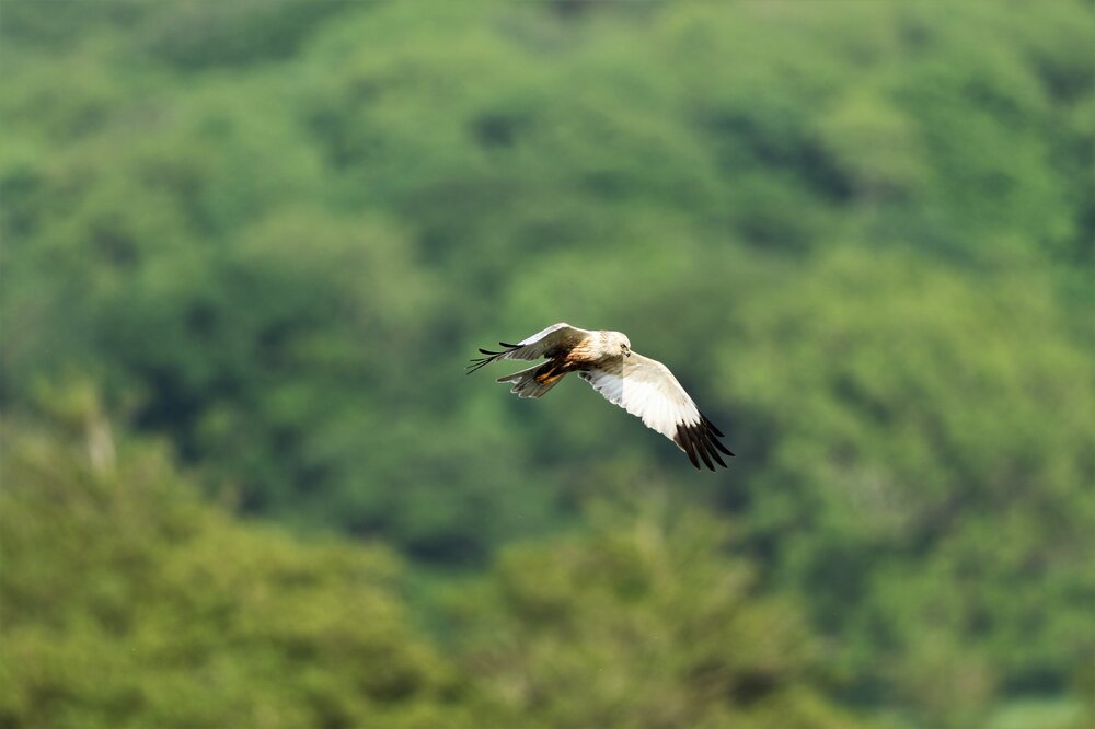 Marsh Harrier 3 B.jpg